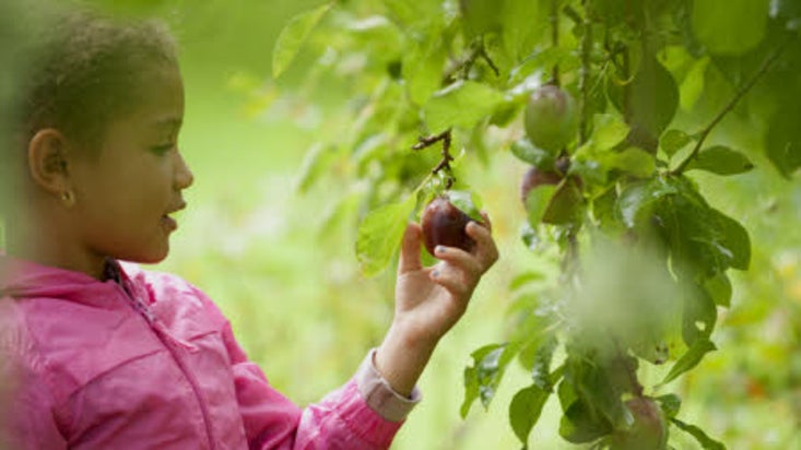 Child collecting apples in the garden